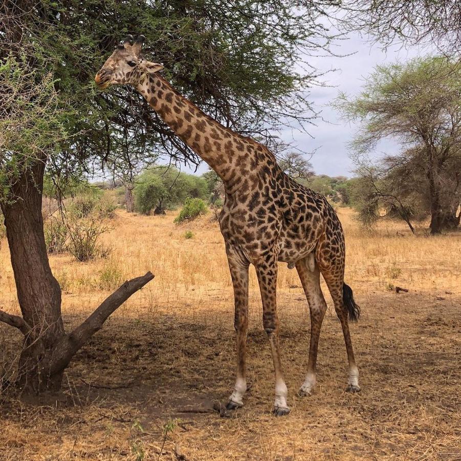 Amboseli Cultural Camping Eksteriør bilde